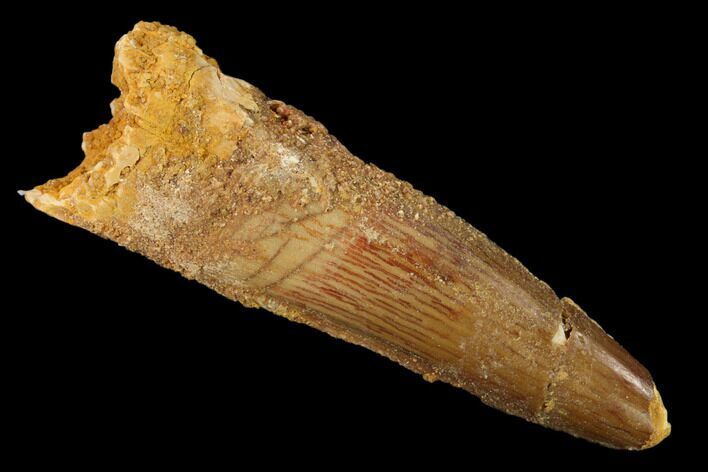 Bargain, Spinosaurus Tooth - Real Dinosaur Tooth #159174